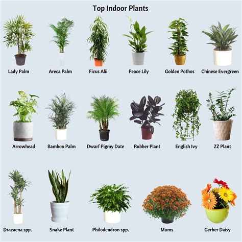 Plants Improve Indoor Air Quality - UF/IFAS Extension Orange County