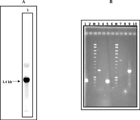 Transcriptional analysis. (A) Northern blot hybridization of RNA ...