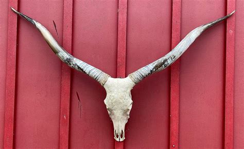 Prekona – Watusi Cow Skull #5463 – Longhorns Head To Tail Store