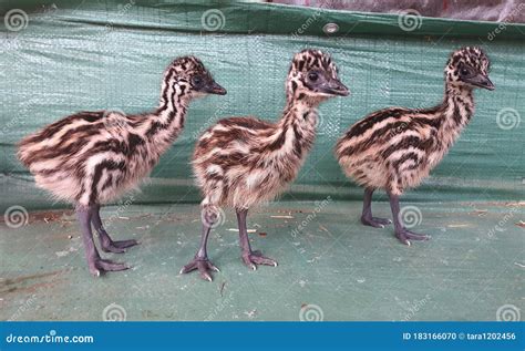 Three Baby Emu Standing in a Line. Striped Cute Bird Native To ...