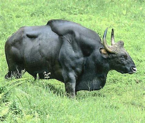 A magnificent gaur bull. ~Bos Gaur~ | Unusual animals, Rare animals ...