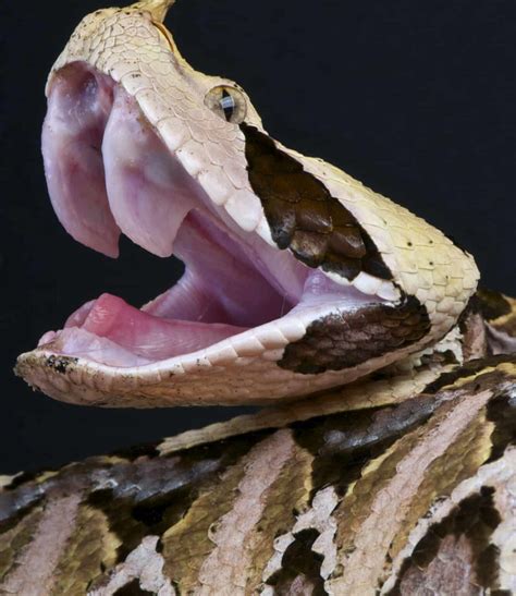 Gaboon Viper Fangs: Why They're the Biggest Snake Fangs in the World ...