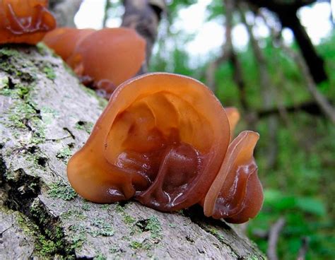 3 Edible Mushrooms That Defy Nature & Grow During Winter | Off The Grid ...