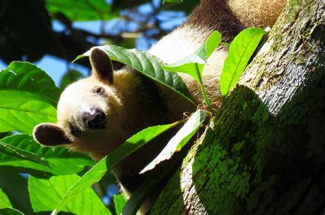 Northern Tamandua - The Canopy Family