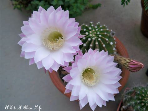 Cactus Flowers - A Stroll Thru Life