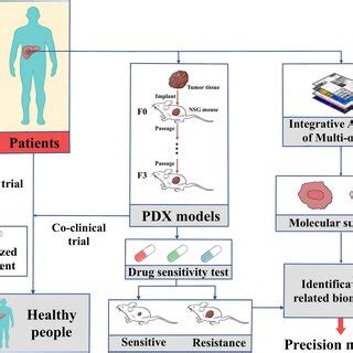 Methodology of establishing PDX model and applications. Tumour tissues ...