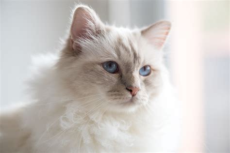 Birman Cat Breed: This Sacred White Wonder Descends From Legend