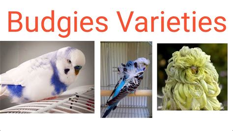 Types of Budgeries | Budgies colour mutation and varieties|Budgeries ...