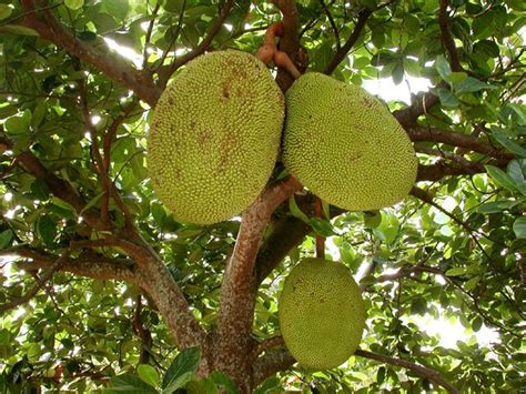 Jackfruit Varieties