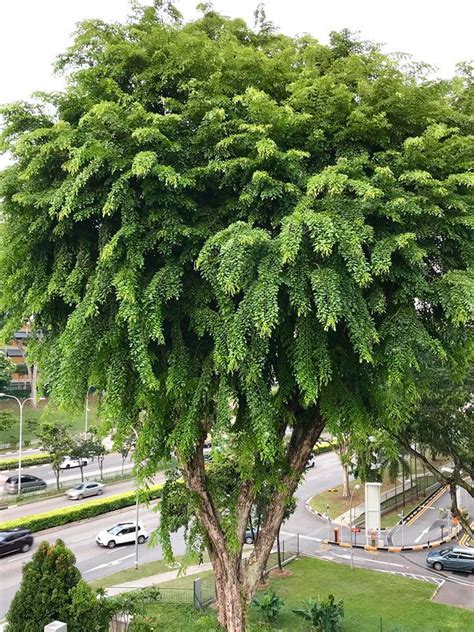 PlantFiles Pictures: Pterocarpus Species, Burmese Rosewood, Narra ...