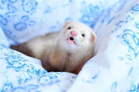 The Different Types of Domesticated Pet Ferrets