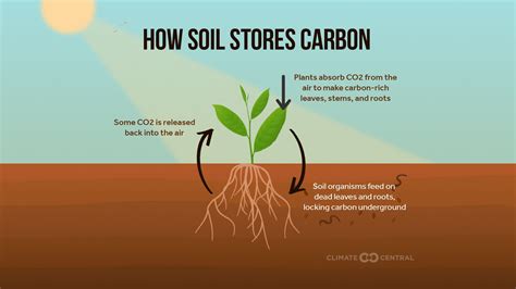 Homegrown soil carbon – soil carbon basics | Apple and Pear Australia ...