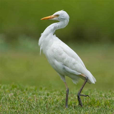 Cattle Egret - Kaelepulu Wetland