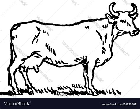 Female cow with horns vintage Royalty Free Vector Image