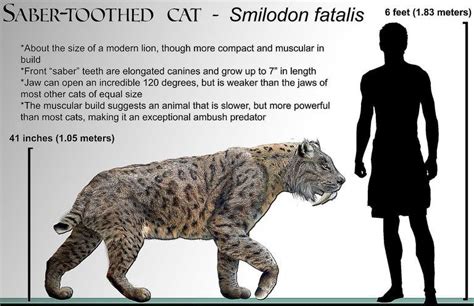 Smilodon Size