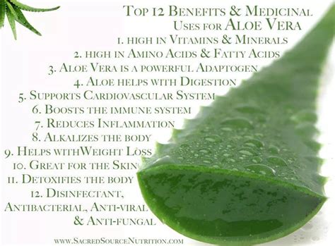 Discovering the Magic of Aloe Vera