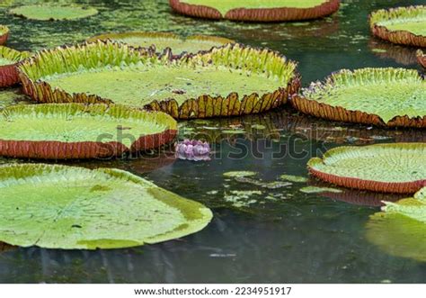 Victoria Amazonica Lotus Flower Plant Large Stock Photo 2234951917 ...