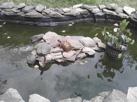 35 Delightful Turtle Backyard Pond - Home, Family, Style and Art Ideas