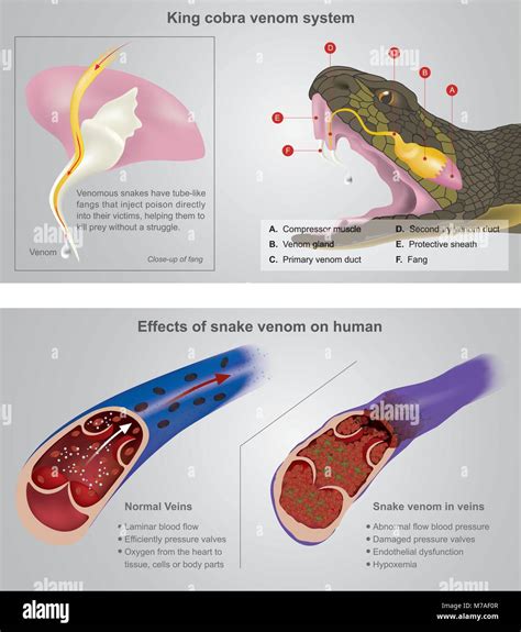 King cobra venom system. Venomous snakes have tube-like fangs that ...