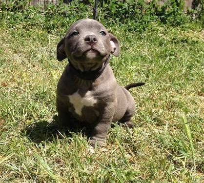 American Bandogge PUPPIES for Sale in Richmond, California Classified ...