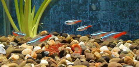 13 Best Kuhli Loach Tank Mates (With Pictures) | Aqua Movement