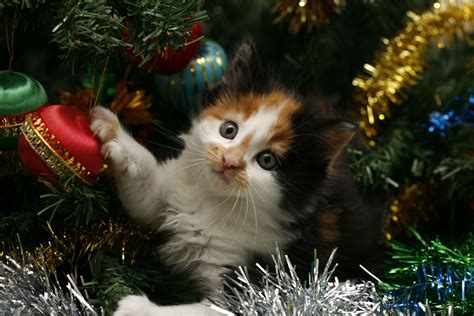 Holiday Kitten: Cute Cat with Christmas Ornaments HD Wallpaper