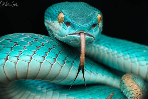 1024x768 resolution | green cobra, photography, animals, snake HD ...