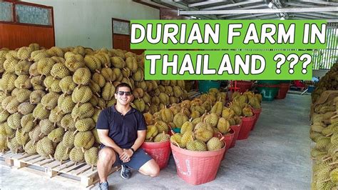 VISITING A DURIAN FARM IN THAILAND! [VLOG] - YouTube