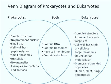 Prokaryotic Cells Vs Eukaryotic Cells - RonaldknoeKelley