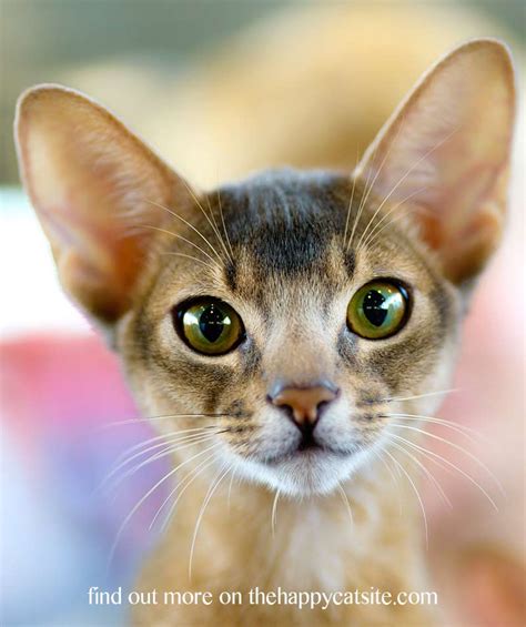 Abyssinian Cat Breed Information Center - A Complete Breed Guide