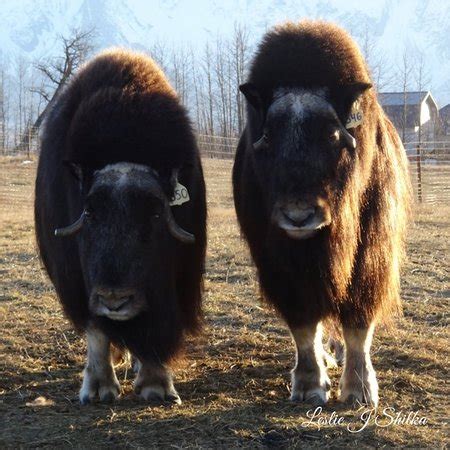 Musk Ox Farm (Palmer) - 2019 All You Need to Know BEFORE You Go (with ...