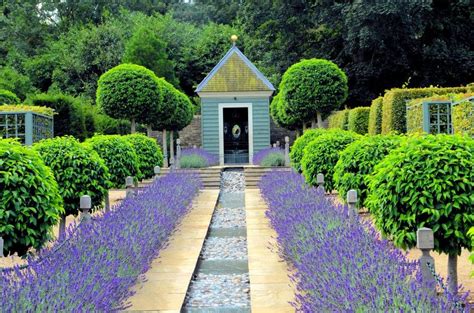 lavender | Garden design images, Garden design, Growing lavender