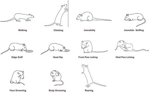 Figure 2: Ethogram of rat behavior in the hole-board apparatus. Walking ...