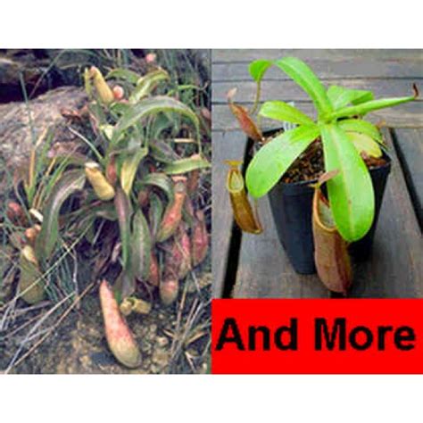 Nepenthes Seeds Mix (Lowland and Highland Nepenthes Seeds)