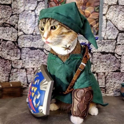 Cat Cosplay on Twitter | Funny animals, Cat cosplay, Cute cats