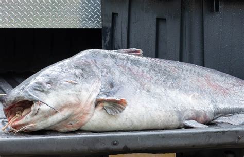 Monster Mississippi Catfish Caught With Rod and Reel Smashes State ...