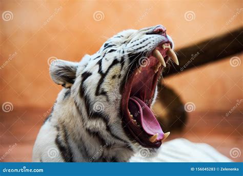 White Bengal tiger roaring stock image. Image of wildlife - 156045283