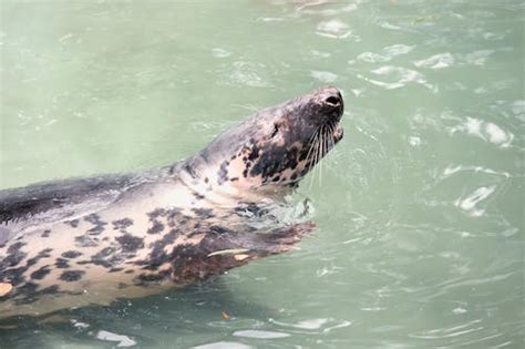 A Sea Lion Swimming · Free Stock Photo