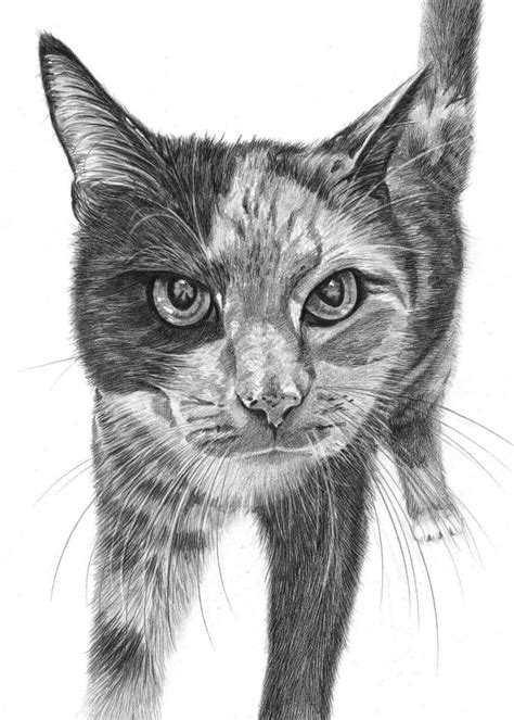 Cat Pencil Sketch