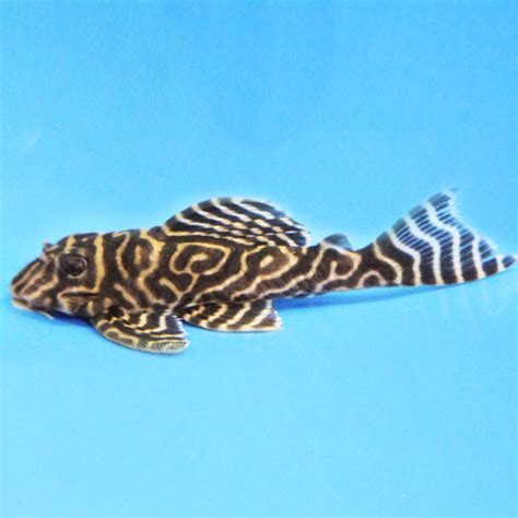 Yellow King Tiger Pleco - L333 - Wholesale Tropicals Aquatics