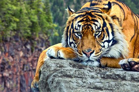 🔥 [50+] Tiger Wallpapers for Laptops | WallpaperSafari