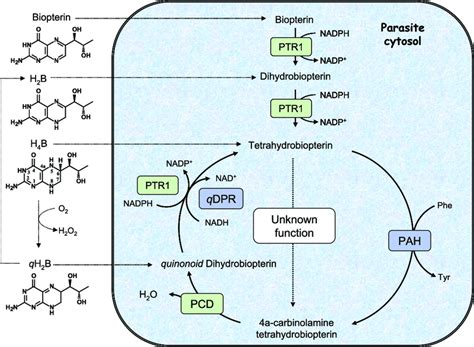 Enzymes and metabolic pathways in T. brucei and L. major. Enzymes ...