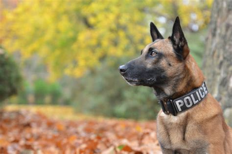 7 Fun Facts About the Belgian Malinois – American Kennel Club