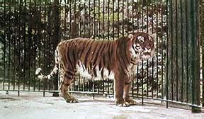 Caspian Tiger Extinct But Lives On In Siberian Tiger