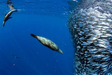 Premium Photo | Sea lion hunting in sardine bait ball in pacific ocean