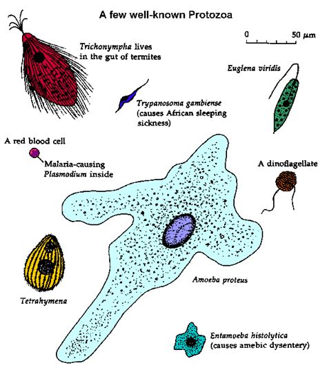 Protozoa exhibit many morphologies