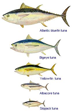 Goodbye Tuna? | Science 2.0