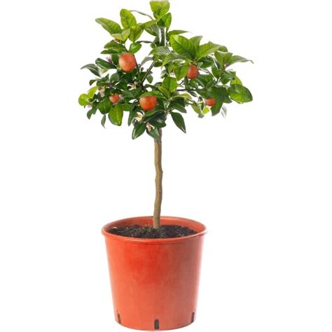 Red Lime Tree | Garden Citrus Fruit Tree | Free UK Delivery Over £50