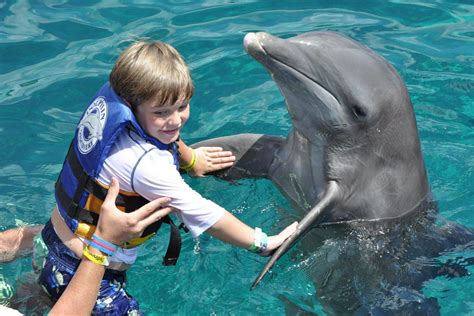 Dolphin Royal Swim From Riviera Maya - Riviera Maya, Mexico | Gray Line