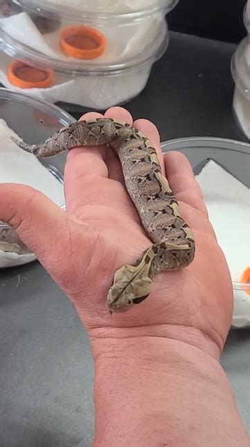 Baby Gaboon Viper! | Baby Gaboon Viper! with @TheWildHandbury on ...